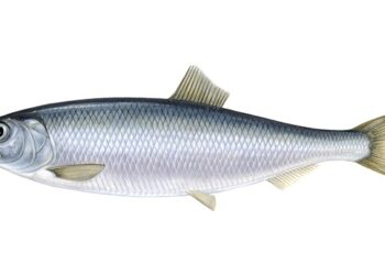 दाङमा वार्षिक छ सय नौ टन माछा उत्पादन