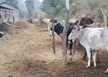चिसोका कारण गौशालामा रहेका १० गाई मरे