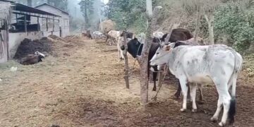 चिसोका कारण गौशालामा रहेका १० गाई मरे