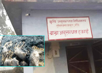 ६३ बाख्रा मरे, अनुसन्धानमै क्षति