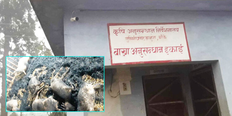 ६३ बाख्रा मरे, अनुसन्धानमै क्षति