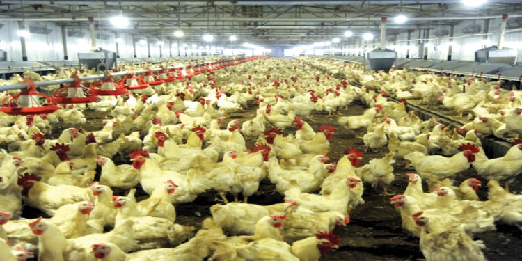 चल्लाले मूल्य नपाएपछि चल्न सकेनन् ह्याचरी उद्योग