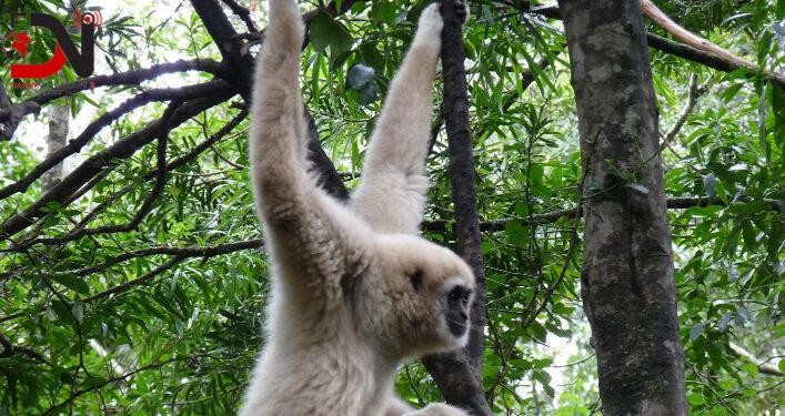 बाँदर नियन्त्रणका लागि रूख काट्ने अभियानको विरोध