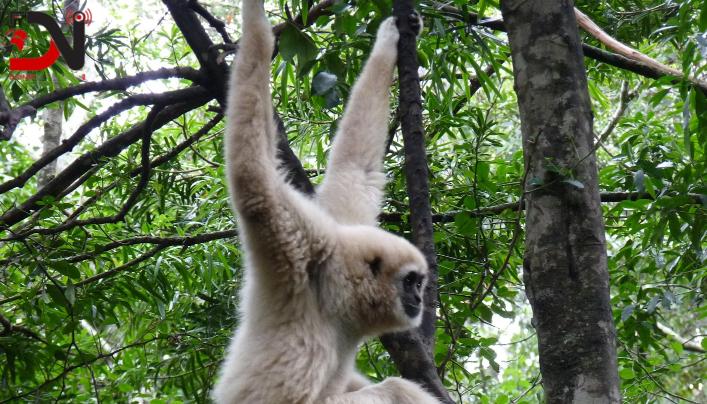 बाँदर नियन्त्रणका लागि रूख काट्ने अभियानको विरोध