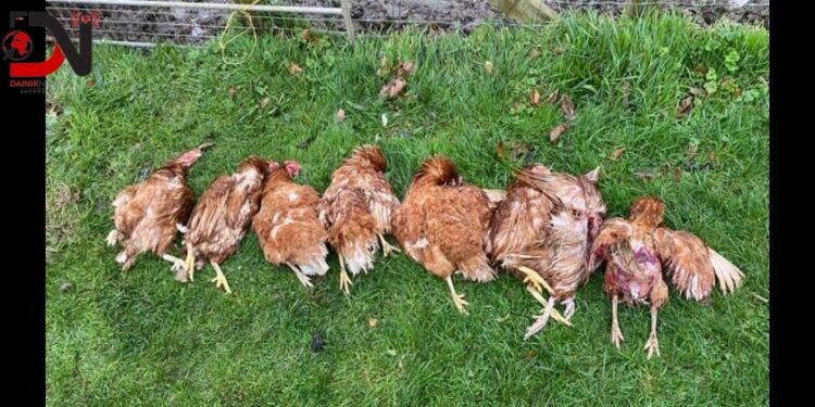 भुस्याहा कुकुरबाट मारिए चार लाख मूल्य बढीका कुखुरा