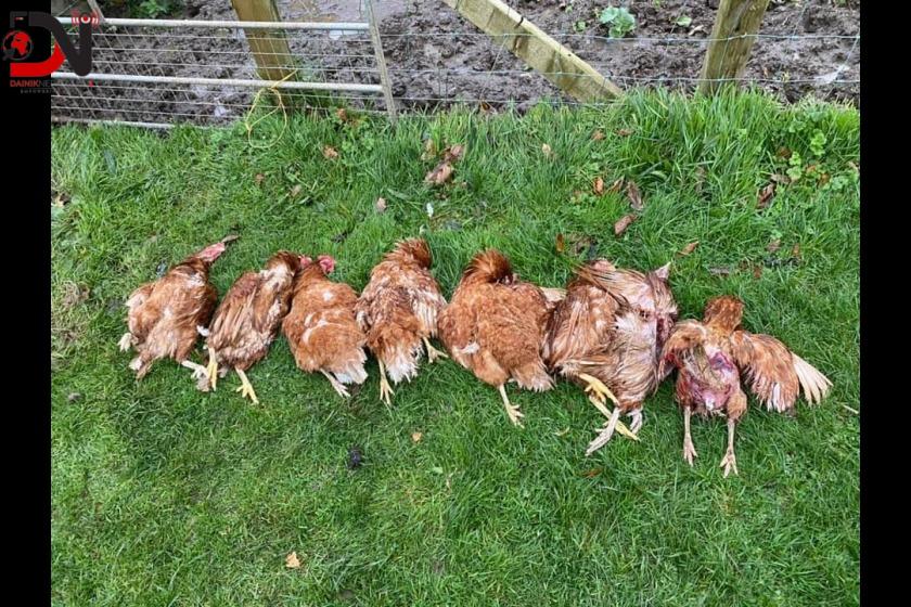 भुस्याहा कुकुरबाट मारिए चार लाख मूल्य बढीका कुखुरा