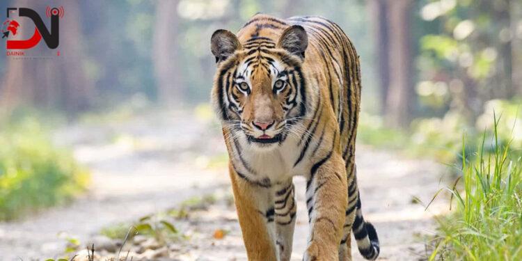 बाघको आक्रमणबाट मोटरसाइकलमा सवार दुईजना घाइते