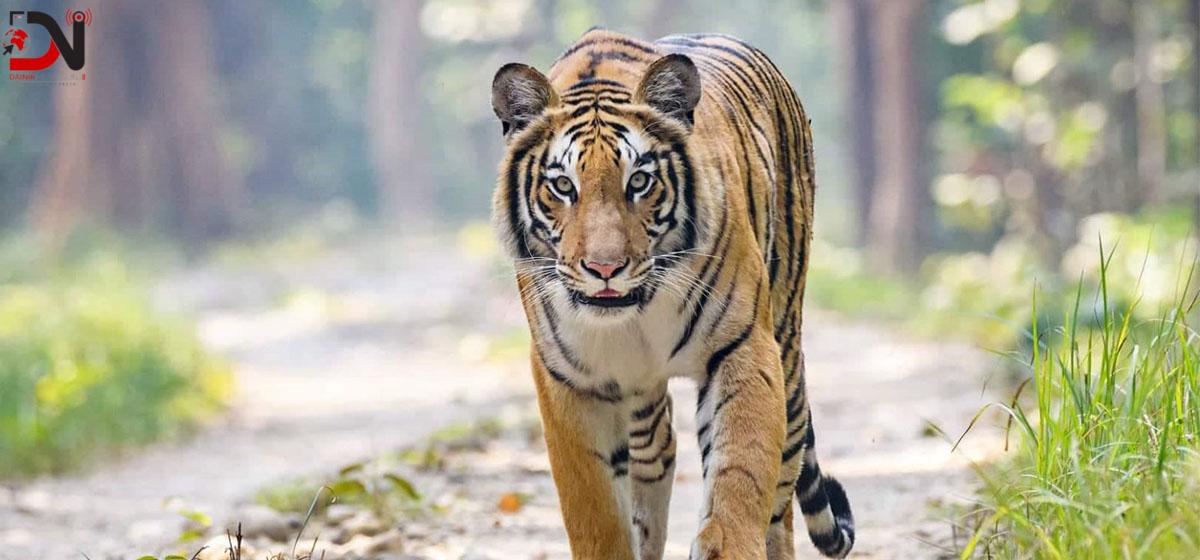 बाघको आक्रमणबाट मोटरसाइकलमा सवार दुईजना घाइते