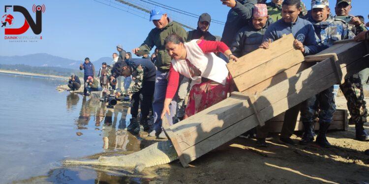 राप्तीमा छाडियाे घडियाल
