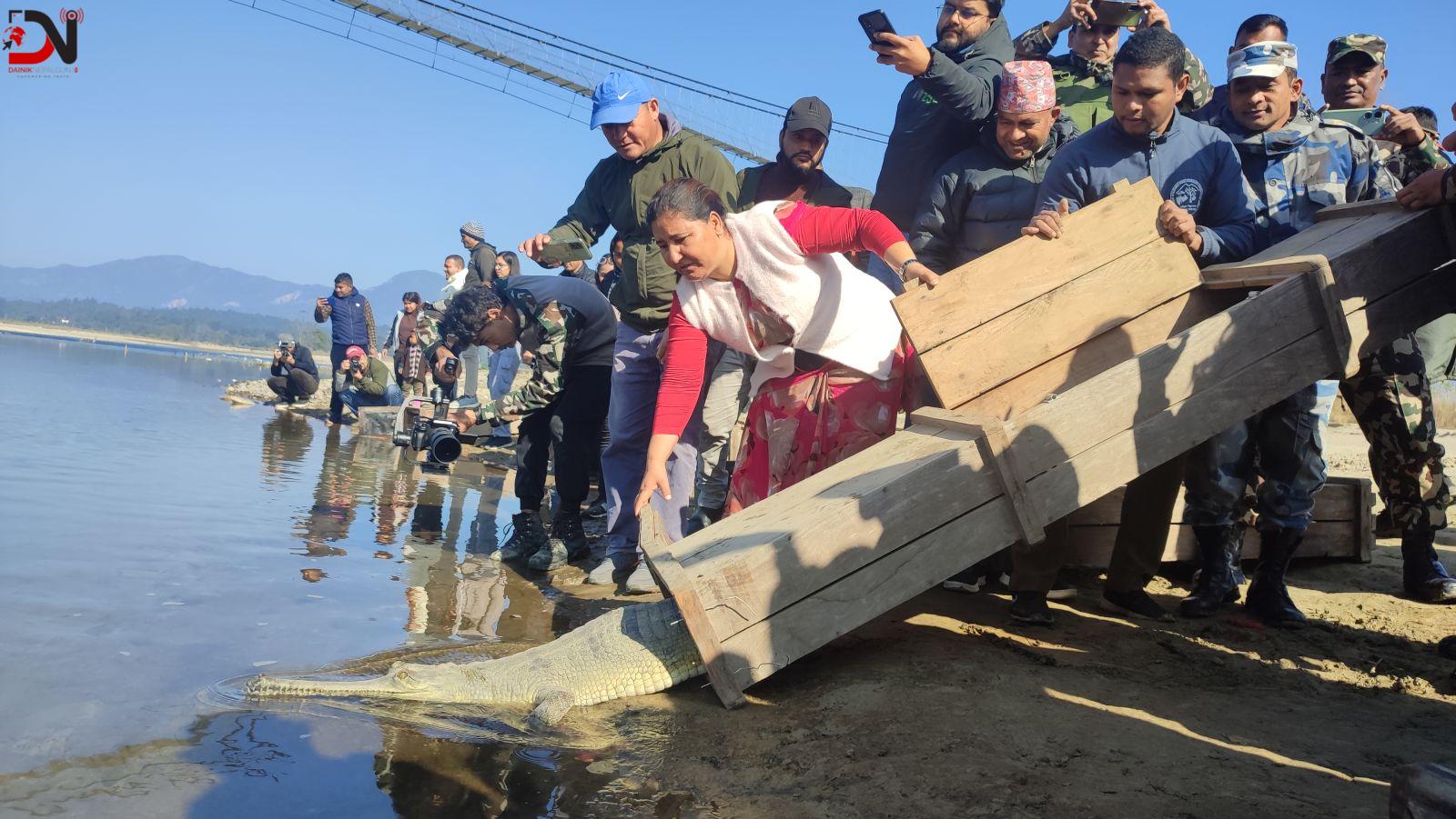 राप्तीमा छाडियाे घडियाल