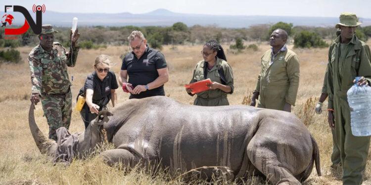 संसारमै पहिलोपटक गैँडामा ‘कृत्रिम भ्रुण’ प्रत्यारोपण