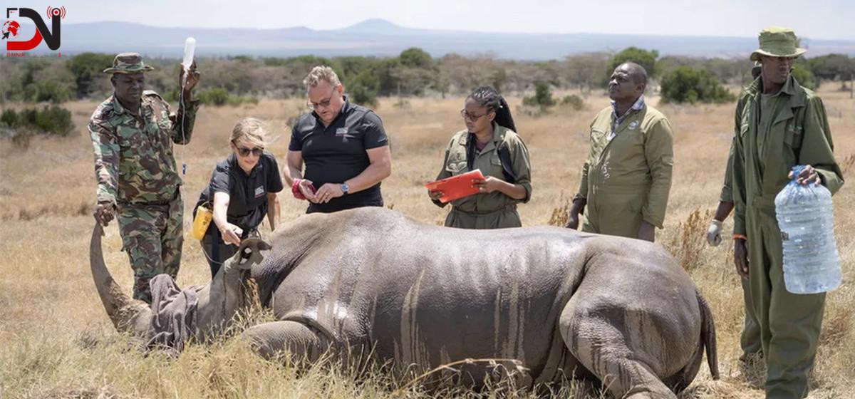 संसारमै पहिलोपटक गैँडामा ‘कृत्रिम भ्रुण’ प्रत्यारोपण