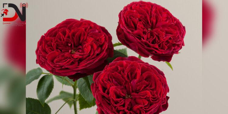 आजबाट प्रणय दिवस सुरु