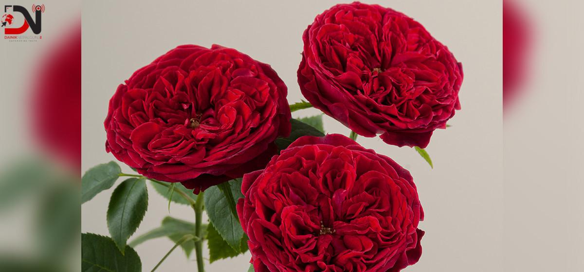 आजबाट प्रणय दिवस सुरु