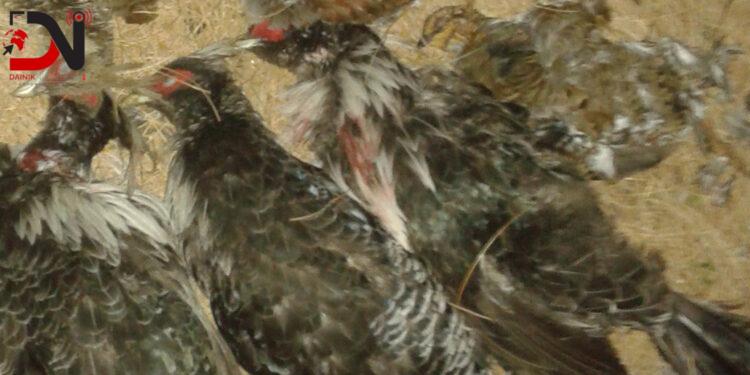 हिमपातपछि चोरी सिकारी बढ्यो