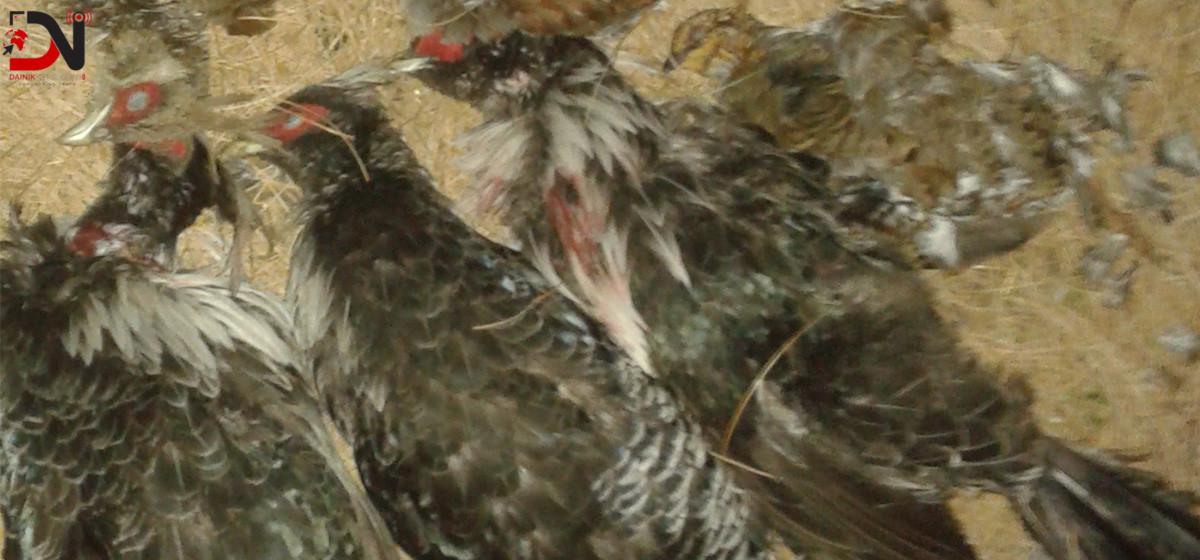 हिमपातपछि चोरी सिकारी बढ्यो