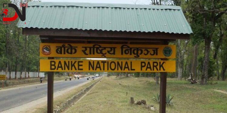 बाँकेमा जङ्गली जनावरबाट बाली जोगाउन मध्यवर्ती क्षेत्रमा तारजाली लगाउने तयारी