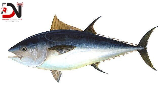 माछाभित्र लागूऔषध !