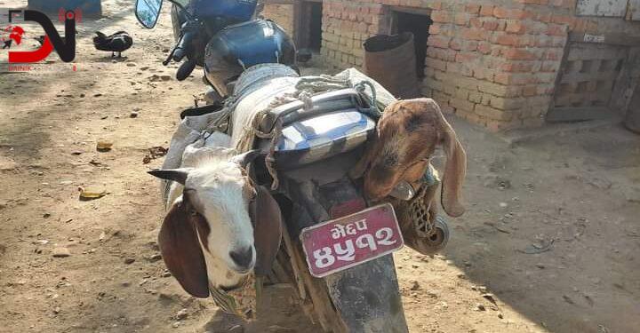 चाेरीपैठारीका खसीबाख्रासहित दुईजना प्रहरी नियन्त्रणमा