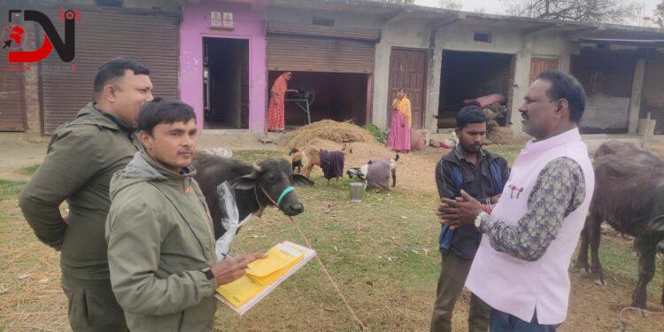 नेपालगञ्जमा २० हजार पशुलाई भ्याक्सिन लगाइँदै