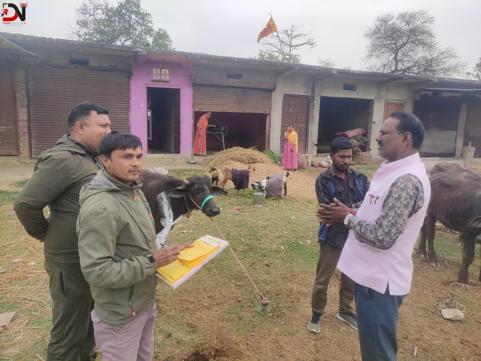 नेपालगञ्जमा २० हजार पशुलाई भ्याक्सिन लगाइँदै