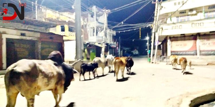 सडकमा बेवारिसे छाडिदैछन् पशु