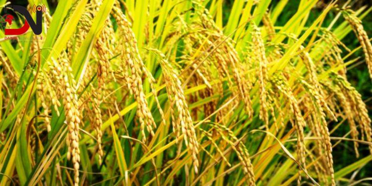 चैते धानखेती गर्ने किसानलाई अनुदान