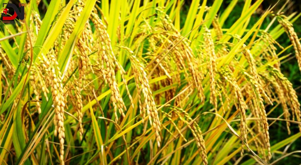 चैते धानखेती गर्ने किसानलाई अनुदान