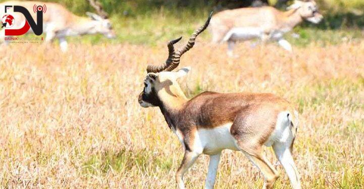 कृष्णसारको सङ्ख्या छ गुणाले वृद्धि