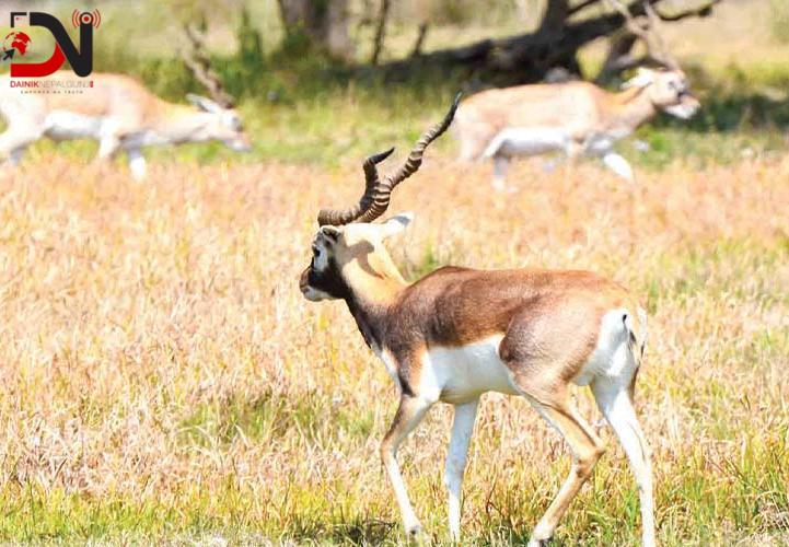 कृष्णसारको सङ्ख्या छ गुणाले वृद्धि