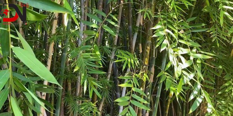 पानीका मुहान जोगाउन बाँस हटाइँदै