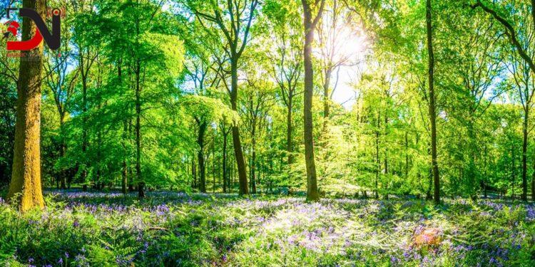 निजी वनको दर्ता अब पालिकाबाट