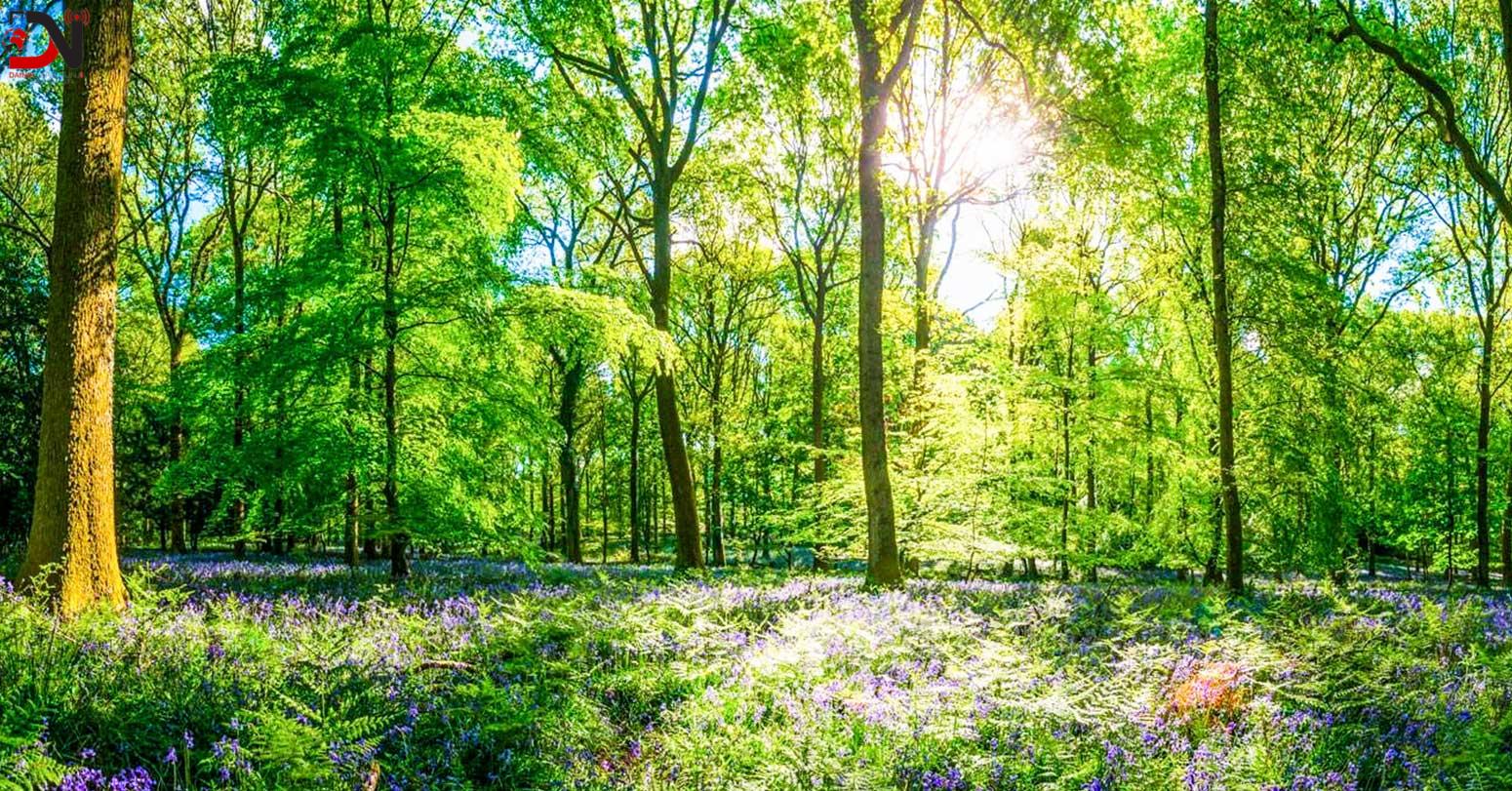 निजी वनको दर्ता अब पालिकाबाट