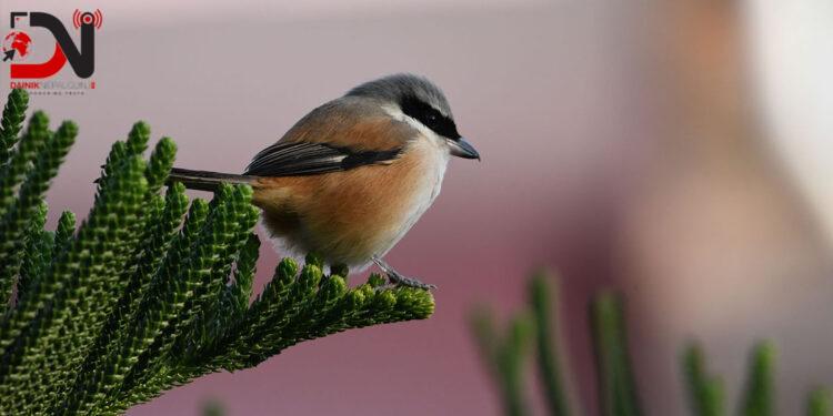 नेपाल चरा उत्सव आगामी सातादेखि