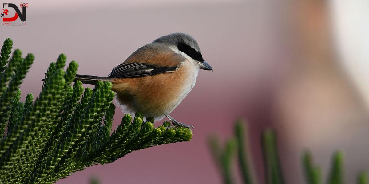 नेपाल चरा उत्सव आगामी सातादेखि