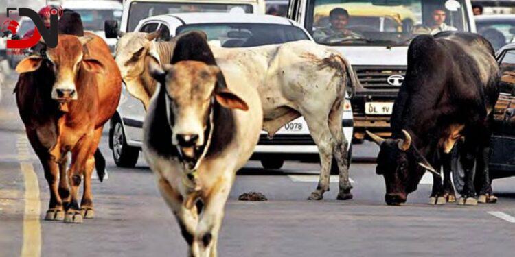 छाडा पशुचौपाया नियन्त्रण प्रयास उपलब्धिविहीन (नेपालगन्जका मुख्यमुख्य अन्य समाचारहरु)