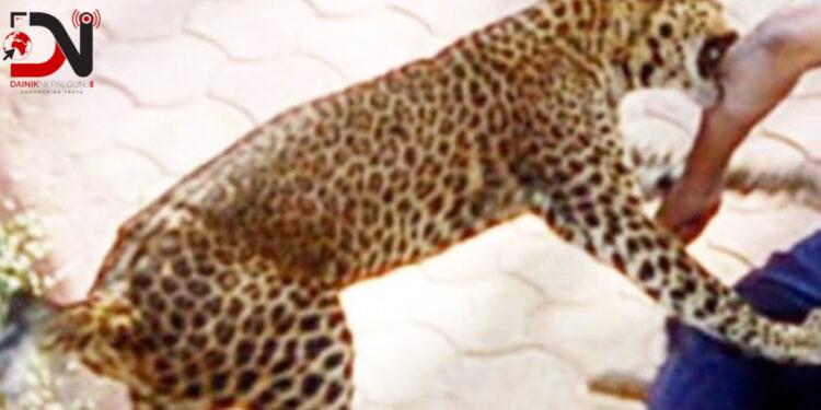 चितुवाको आक्रमणबाट युवक घाइते