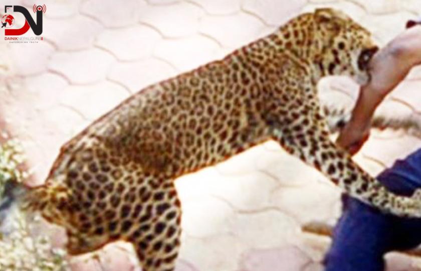 चितुवाको आक्रमणबाट युवक घाइते