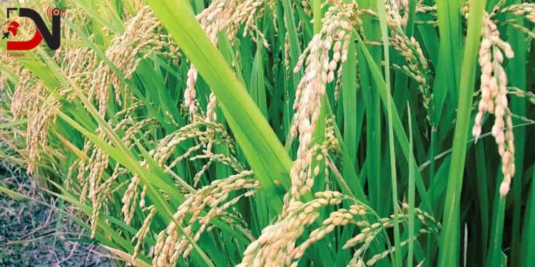 नेपालमा बाली प्रजनकको अभाव