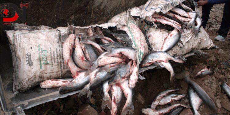 ६ क्विन्टल मरेका माछा बरामद