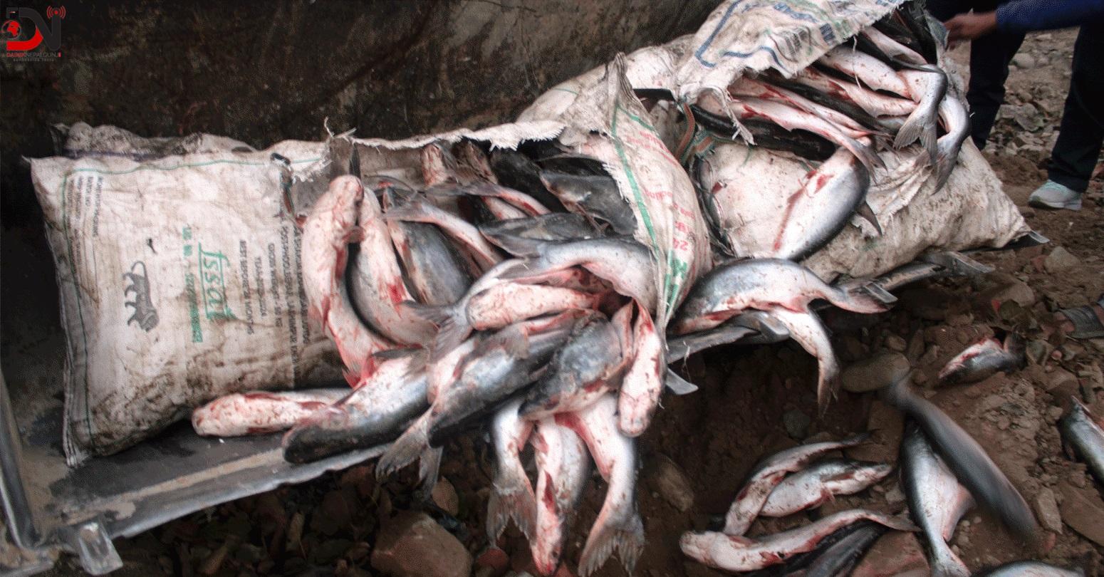 ६ क्विन्टल मरेका माछा बरामद