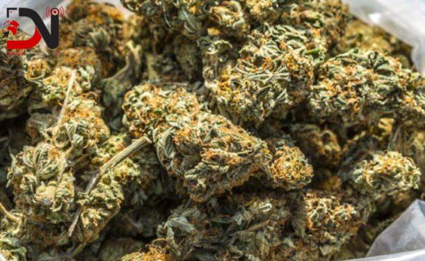 १ सय ४९ किलो गाँजा सहित १४ जना पक्राउ