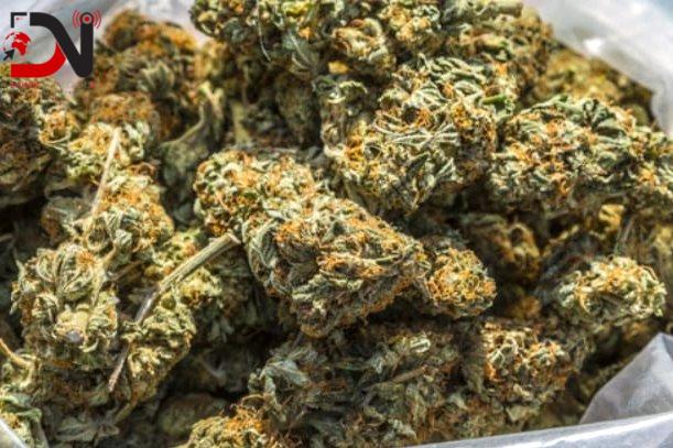 १ सय ४९ किलो गाँजा सहित १४ जना पक्राउ