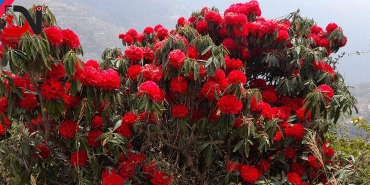 माघमै फुल्यो लालीगुराँस