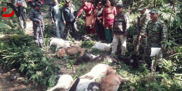 बाघको आक्रमणबाट १९ खसी-बाख्रा मारिए