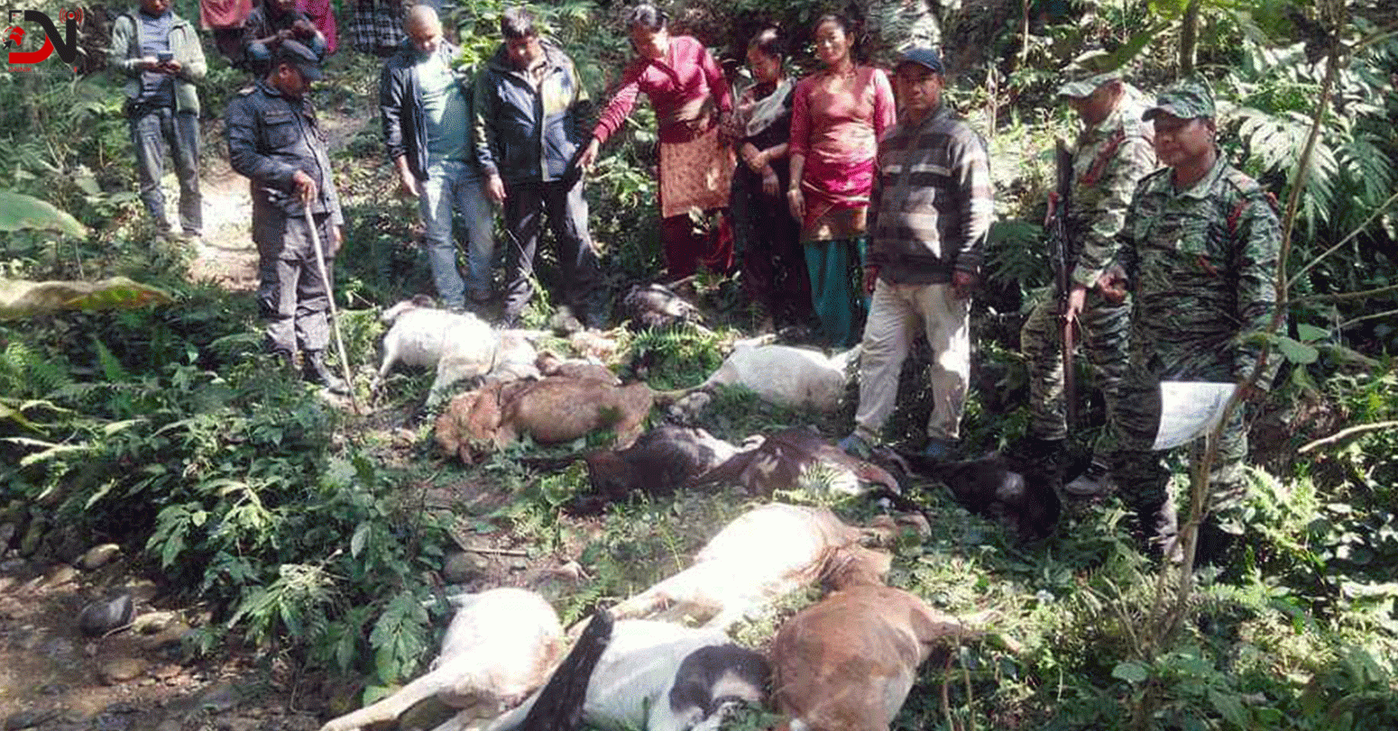 बाघको आक्रमणबाट १९ खसी-बाख्रा मारिए