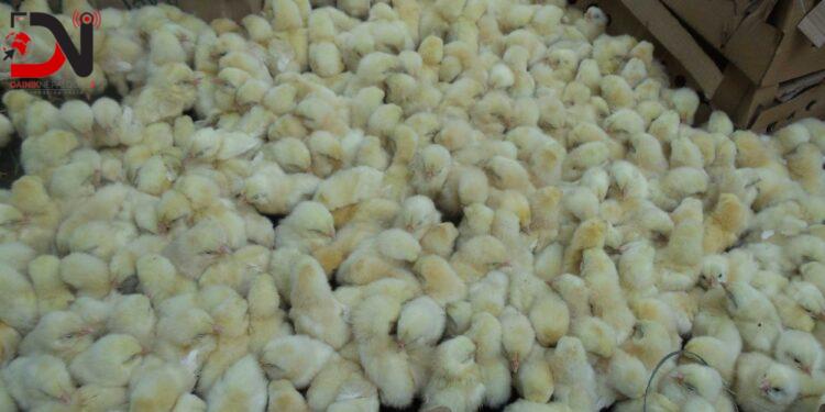 ब्रोइलर कुखुराको चल्ला बरामद