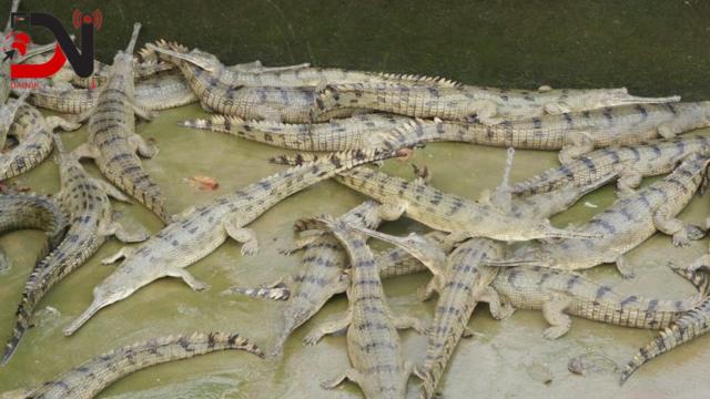 बीस वटा घडियाल राप्तीमा छाडियो