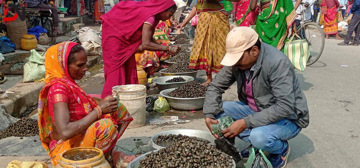 कोहलपुरमा घोङी खाने प्रतियोगिता
