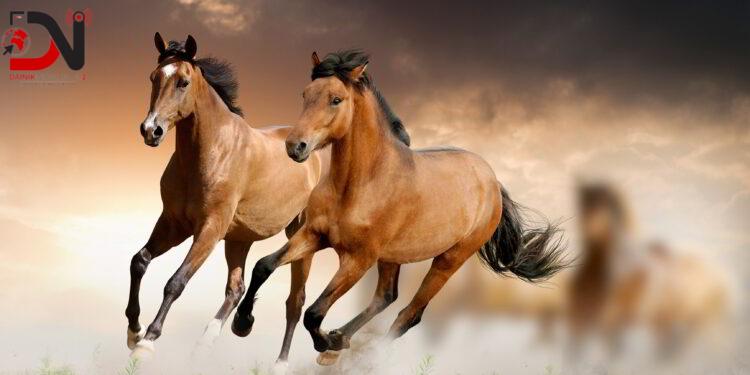 पाल्न नसक्दा नेपालगन्जले घोडा लिलामी गर्दै